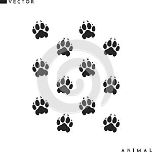 Tiger paw prints. Wild animal