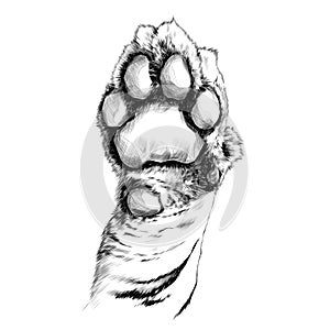 Tiger paw sketch vector