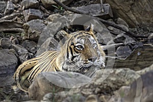 Tiger peeping from behind rocks in the forest.