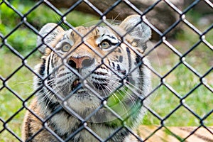 Tiger peering upward to the sky through a fence