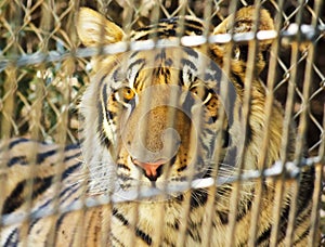 A Tiger Peers Out from its Enclosure photo