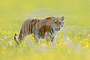 Tiger with ping and yellow and pink flowers. Siberian tiger in beautiful habitat. Amur tiger sitting in the grass. Action wildlife