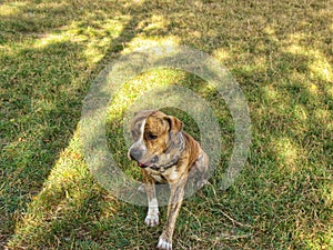 Tiger Pit Bull sitting on the grass