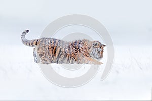 Tiger playing with snow. Wild cat in winter nature, running in the snow. Siberian tiger, Panthera tigris altaica. Action wildlife
