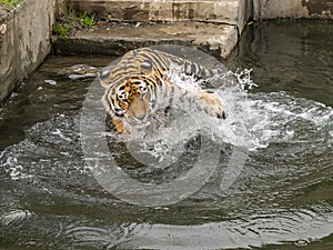 Tiger plays in the water