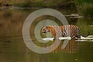 Tiger in Pond