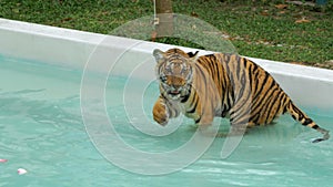 Tiger in the pool with water. Thailand. Tiger Park