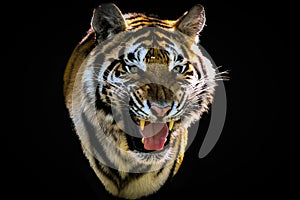 tiger portrait