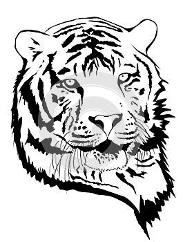 Tiger Portrait