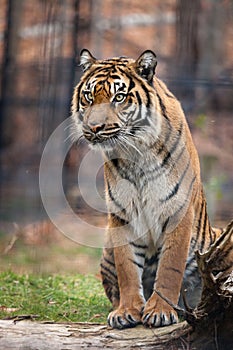 Tiger portrait