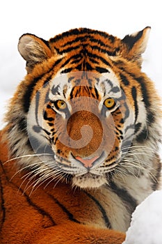 Tiger portrait