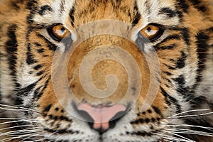 Tiger portrait. Aggressive stare face. Danger look.