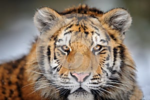 Tiger portrait. Aggressive stare face. Danger look.