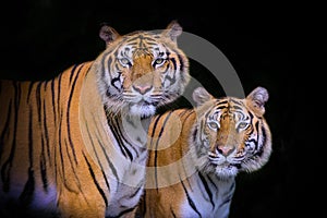 Tiger portrait of a bengal tiger