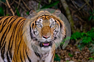 Tiger portrait of a bengal tiger