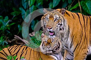 Tiger portrait of a bengal tiger