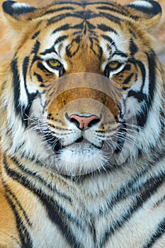 Tiger, Portrait of Bengal Tiger