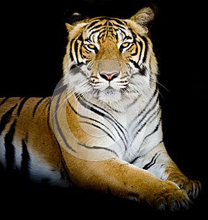 Tiger, portrait of a bengal tiger.