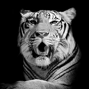 Tiger, portrait of a bengal tiger.