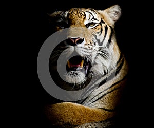 Tiger, portrait of a bengal tiger.