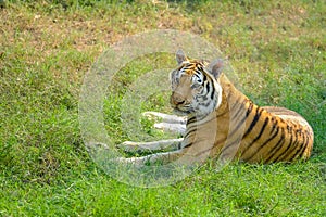 Tiger, portrait of a bengal tiger.