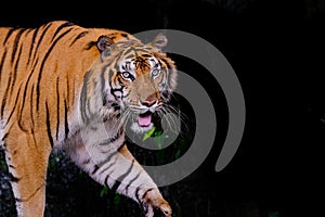 Tiger portrait of a bengal tiger in Thailand on black backgrou