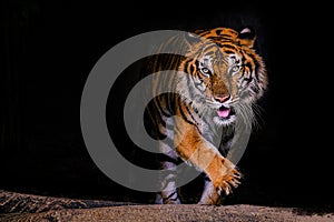 Tiger portrait of a bengal tiger in Thailand on black background