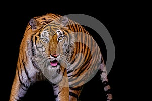 Tiger portrait of a bengal tiger in Thailand on black background