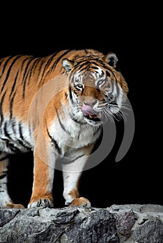 Tiger portrait on black background