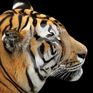 Tiger portrait on black background