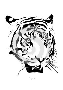 Tiger portrait in black and white, sketch style. Wild cat face
