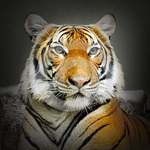The Tiger portrait.