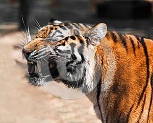 Tiger portrait closeup