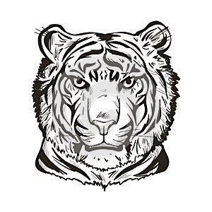 Tiger portrait in closeup isolated  illustration sketch. Monochrome hand drawn panthera tigris, wild cat of large size.