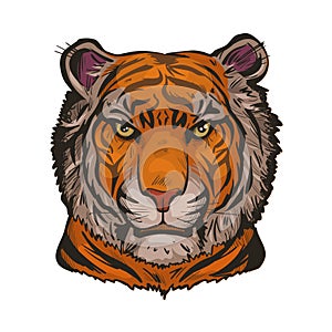 Tiger portrait in closeup isolated vector illustration sketch. Hand drawn panthera tigris, wild cat of large size. Felidae mammal