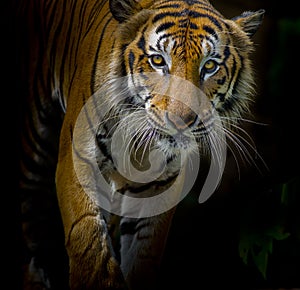 Tiger portrait in front of black background