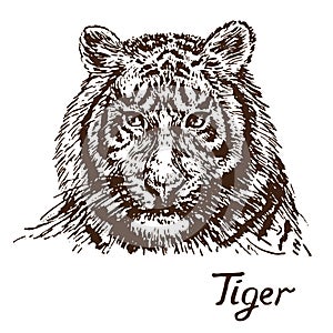 Tiger portrait, hand drawn doodle, sketch