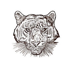 Tiger portrait, hand drawn doodle, sketch in gravure style