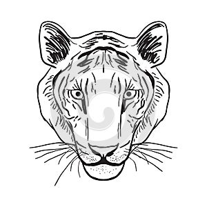 Tiger portrait, head Sketch drawing. Black contour on a white background. Vector