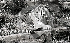 Tiger portrait horizontal in black and white