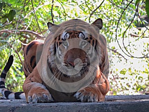 Tiger portrait  looking in camera