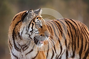 Tiger portrait. Hunt the prey in tajga in summer time. Tiger in wild summer nature. Action wildlife scene, danger animal.