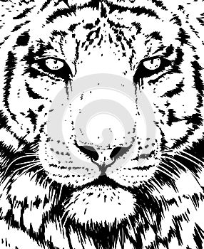 Tiger portrait illustration. Wild cat head detailed drawing. Majestic predator bengal art