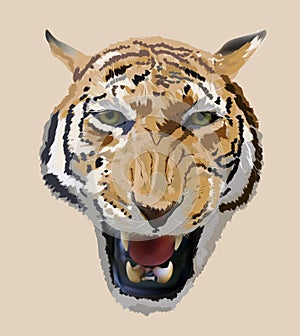 Tiger portrait isolated on light background
