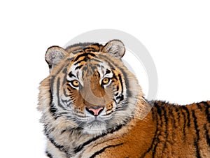 Tiger portrait isolated on white