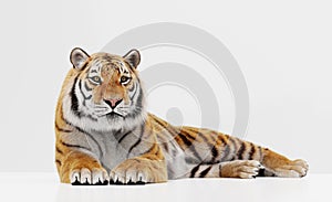 Tiger portrait isolated on white