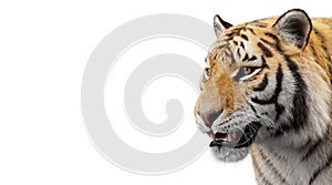 Tiger portrait isolated on white