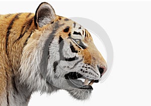 Tiger portrait isolated on white