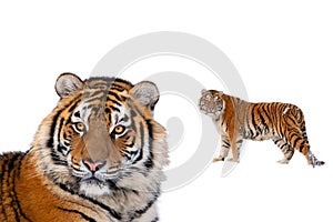 Tiger portrait isolated on white background