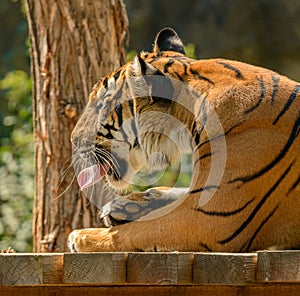 Tiger portrait licking his foot on wood platform